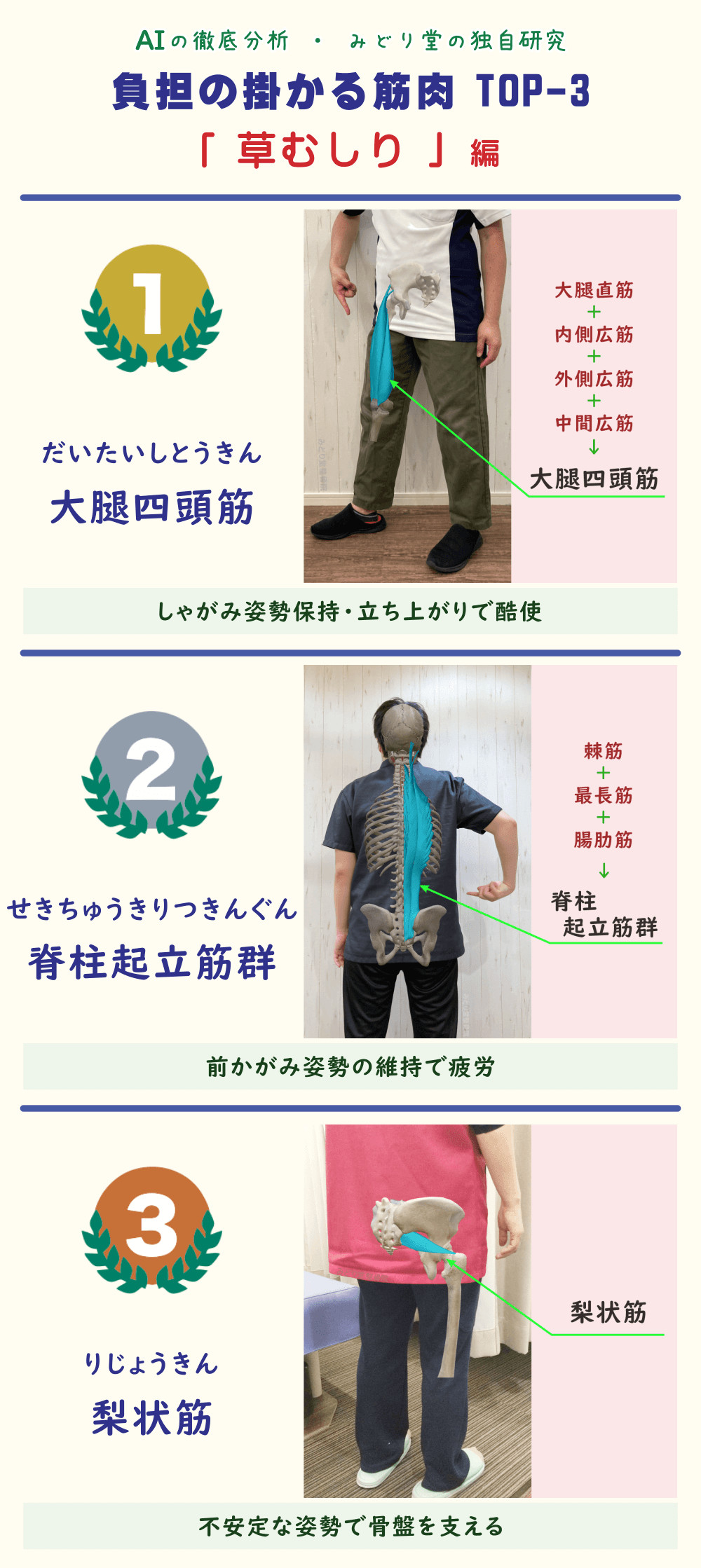 草むしりで疲れやすい筋肉TOP3を解説した図表。1位：大腿四頭筋、2位：脊柱起立筋群、3位：梨状筋。各筋肉の位置をスタッフ写真で図示。