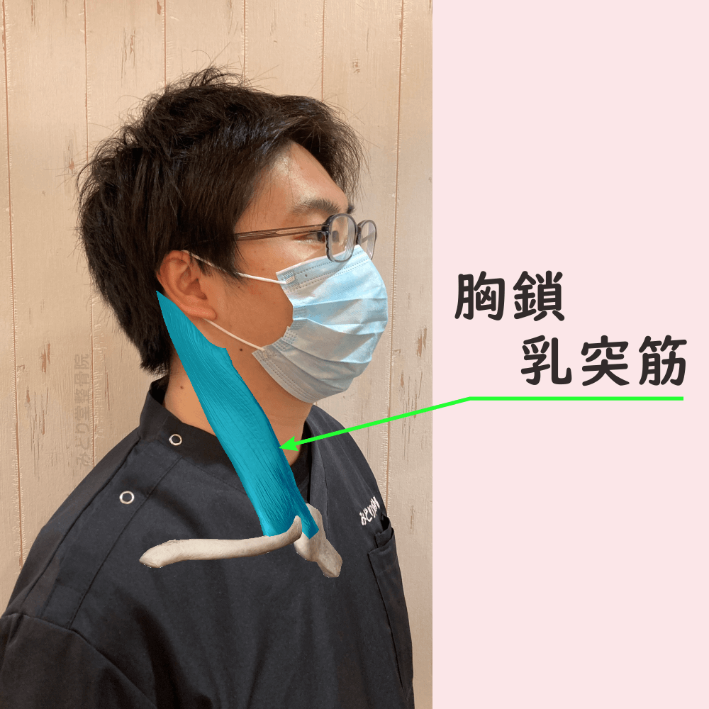 胸鎖乳突筋の位置をスタッフ写真に重ねて示した図解画像（モデル：副院長・長尾）