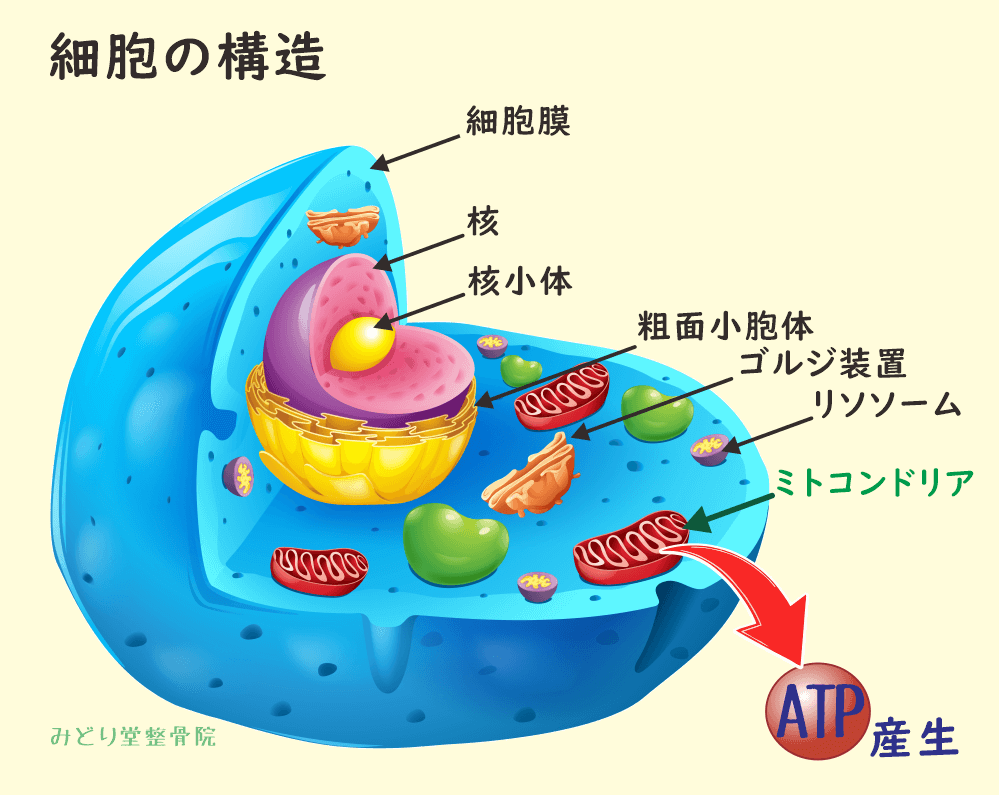 細胞の構造のイラスト