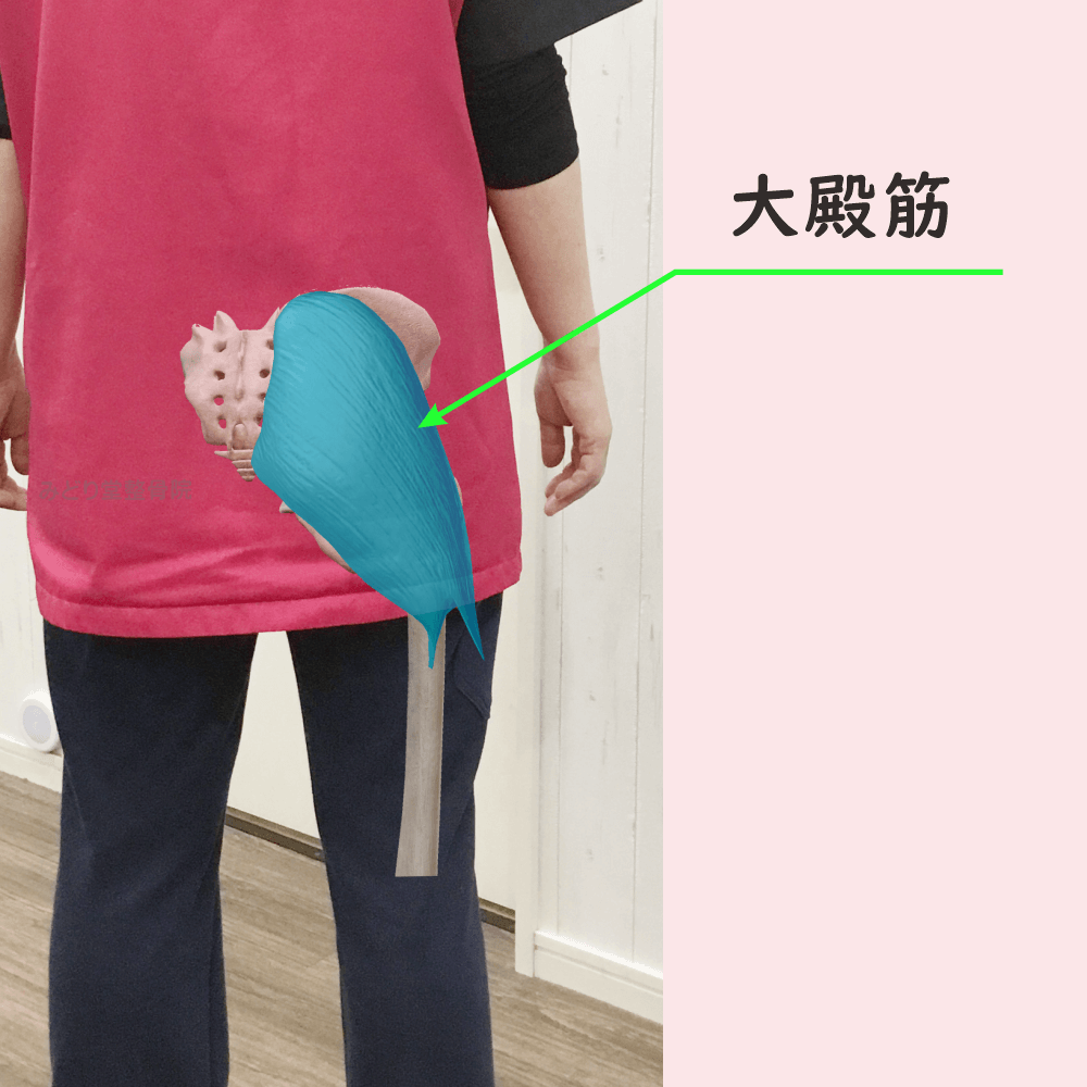 大殿筋の位置をわかりやすく示した写真