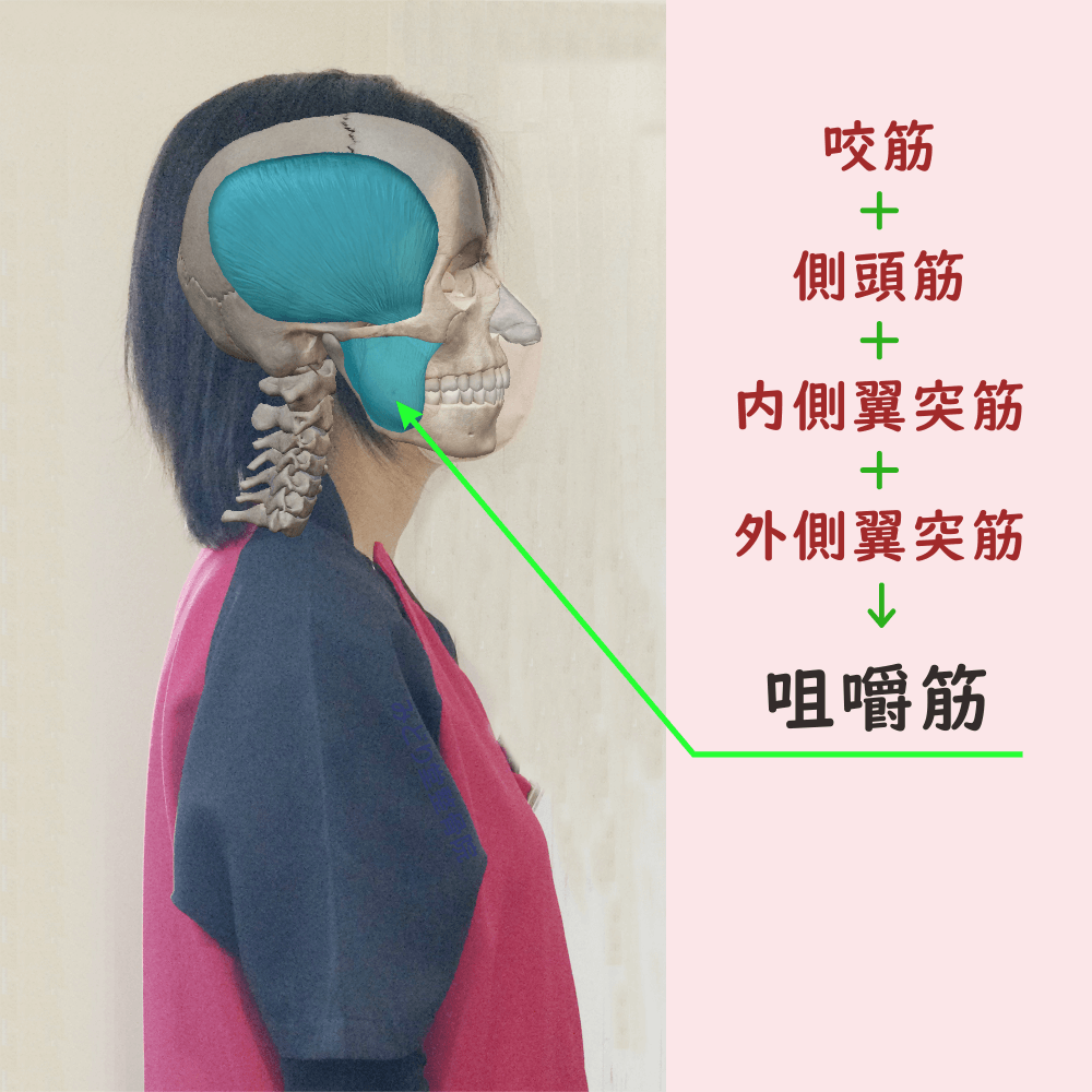 咀嚼筋（咬筋・側頭筋・内側翼突筋・外側翼突筋）の位置をわかりやすく示した写真