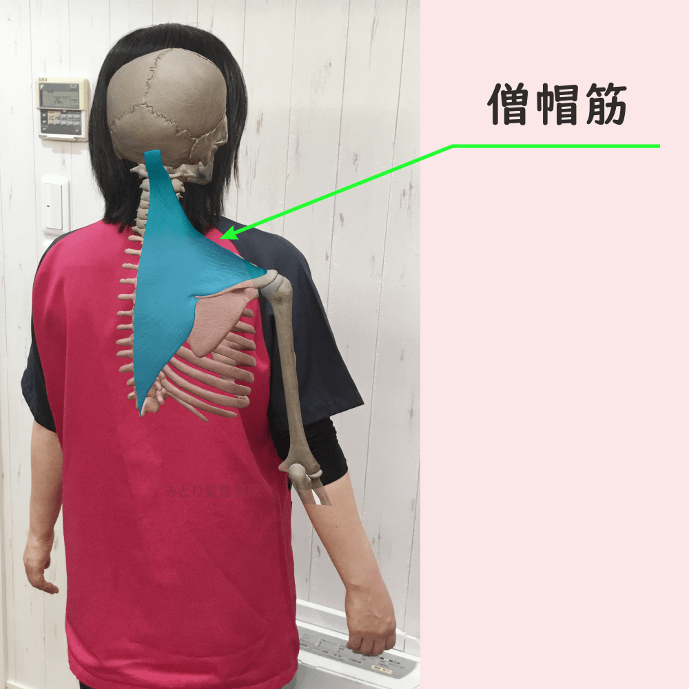 僧帽筋の位置をわかりやすく示した写真