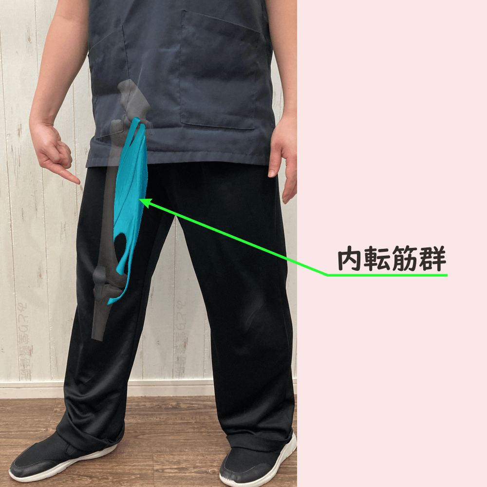 内転筋群の位置をスタッフ写真に重ねて示した図解画像（モデル：副院長・長尾）