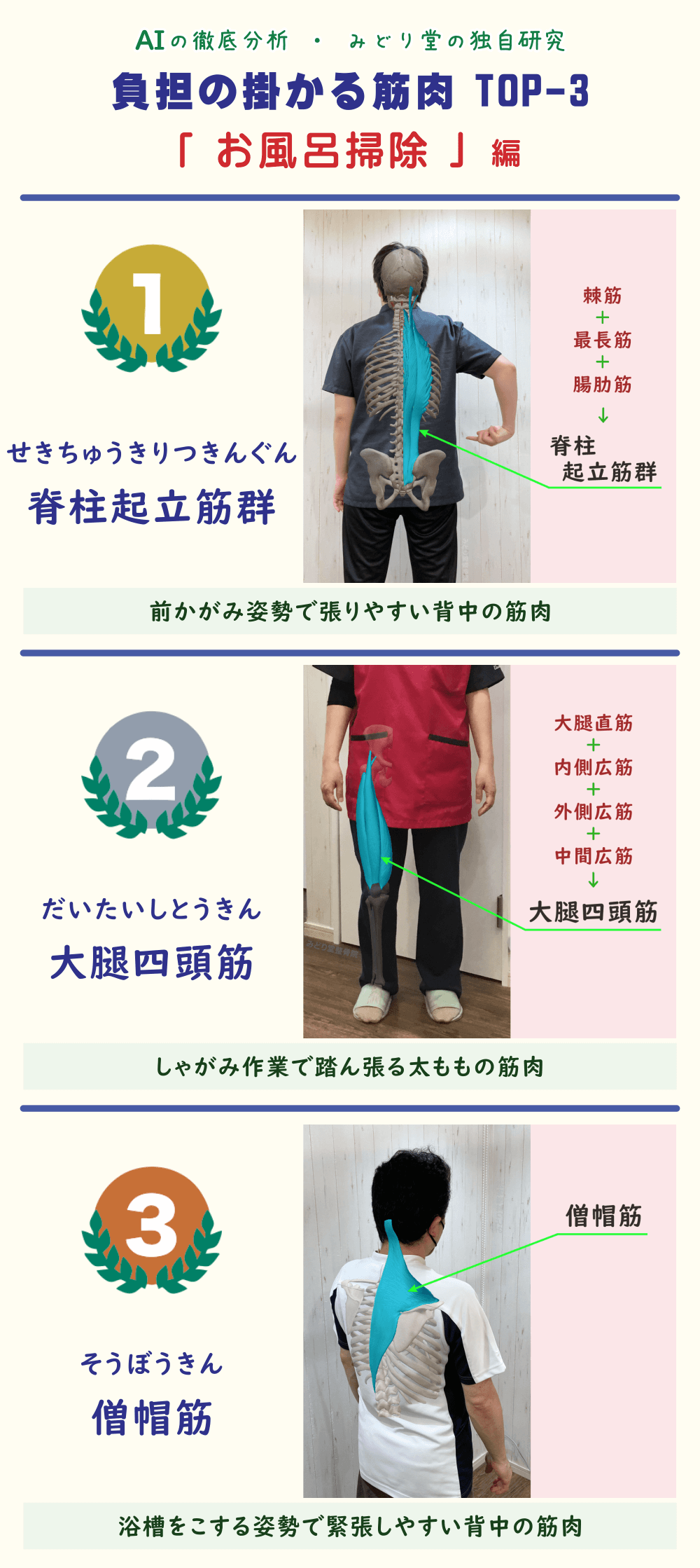 お風呂掃除で疲れやすい筋肉TOP3を解説した図表。1位：脊柱起立筋群、2位：大腿四頭筋、3位：僧帽筋。各筋肉の位置をスタッフ写真で図示。