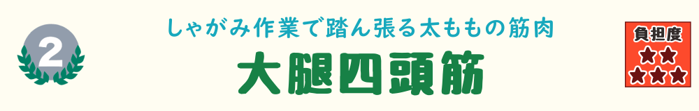 2位：大腿四頭筋。しゃがみ作業や中腰姿勢が長引くことで太もも前面に負荷が集中する場面を説明するバナー画像