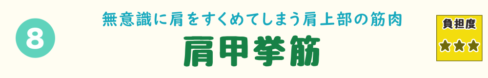 8位：肩甲挙筋。肩こりの原因にもなりやすい、肩甲骨を引き上げる首すじの筋肉を紹介するバナー画像