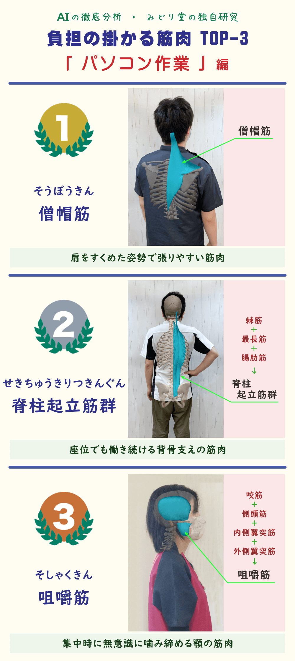 パソコン作業で疲れやすい筋肉TOP3を解説した図表。1位：僧帽筋、2位：脊柱起立筋群、3位：咀嚼筋。各筋肉の位置をスタッフ写真で図示。