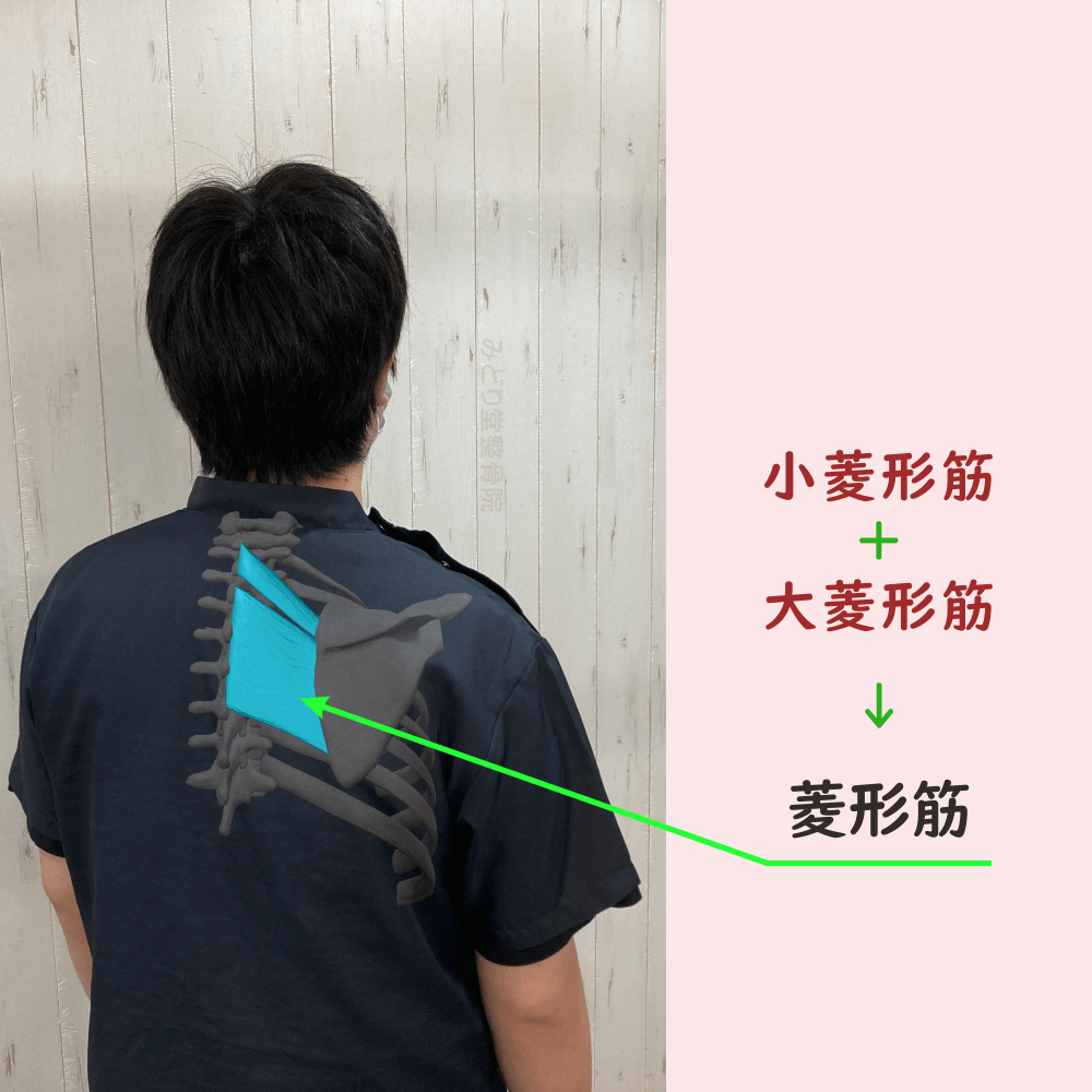 菱形筋の位置をスタッフ写真に重ねて示した図解画像（モデル：副院長・長尾）