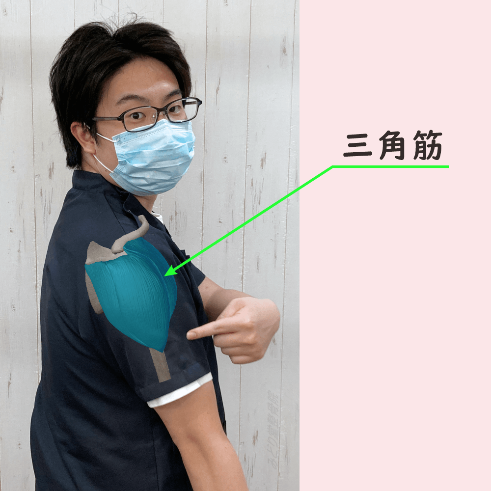 三角筋の位置をスタッフ写真に重ねて示した図解画像（モデル：副院長・長尾）