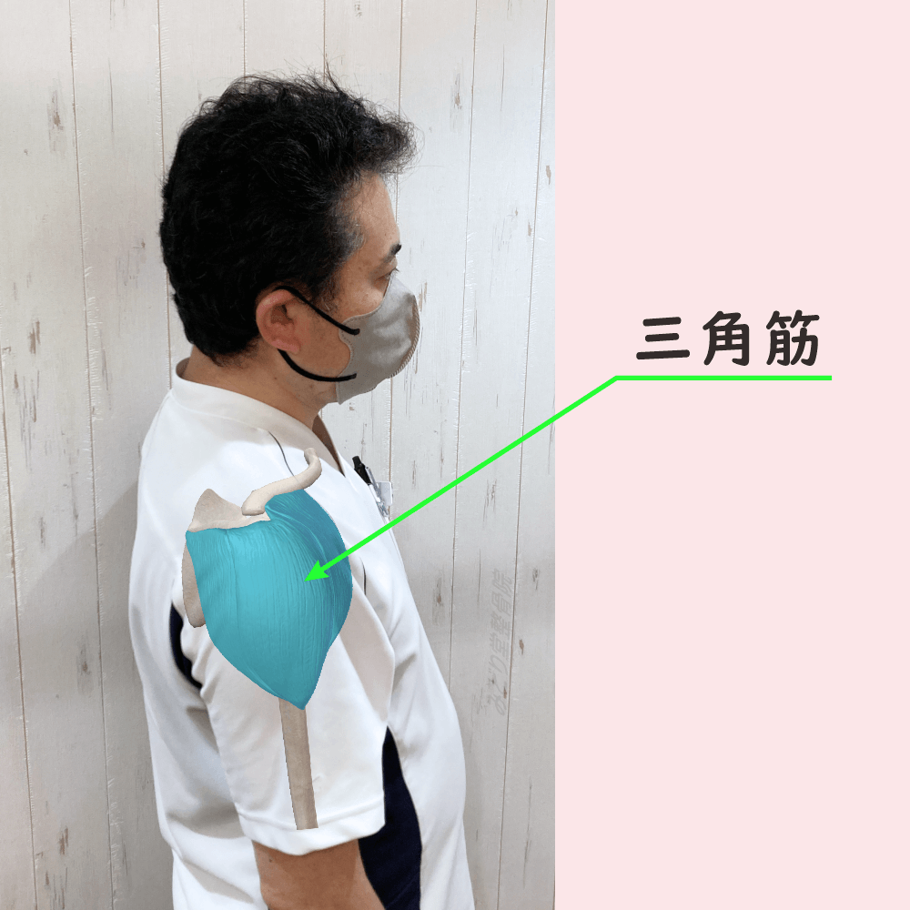 三角筋の位置をスタッフ写真に重ねて示した図解画像（モデル：院長・臼田）