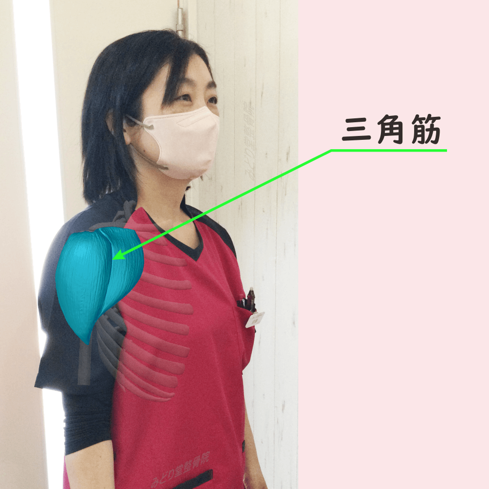 三角筋の位置をスタッフ写真に重ねて示した図解画像（モデル：受付スタッフ・臼田）