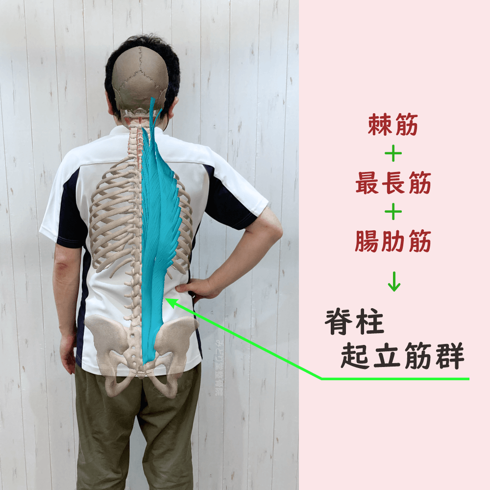 脊柱起立筋群の位置をスタッフ写真に重ねて示した図解画像（モデル：院長・臼田）
