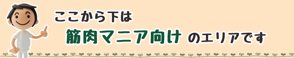 ここから下は筋肉マニア向けのエリアです。