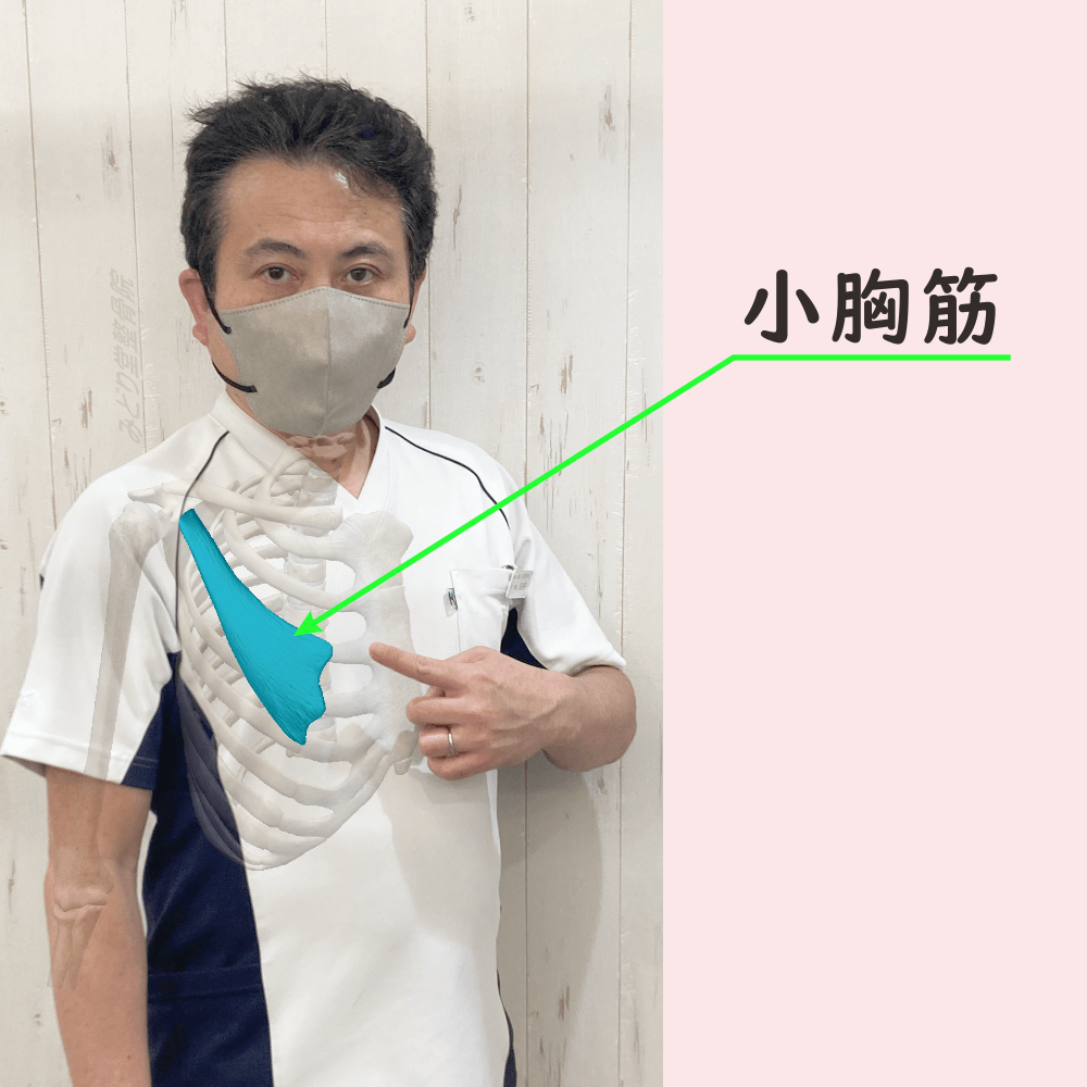 小胸筋の位置をスタッフ写真に重ねて示した図解画像（モデル：院長・臼田）