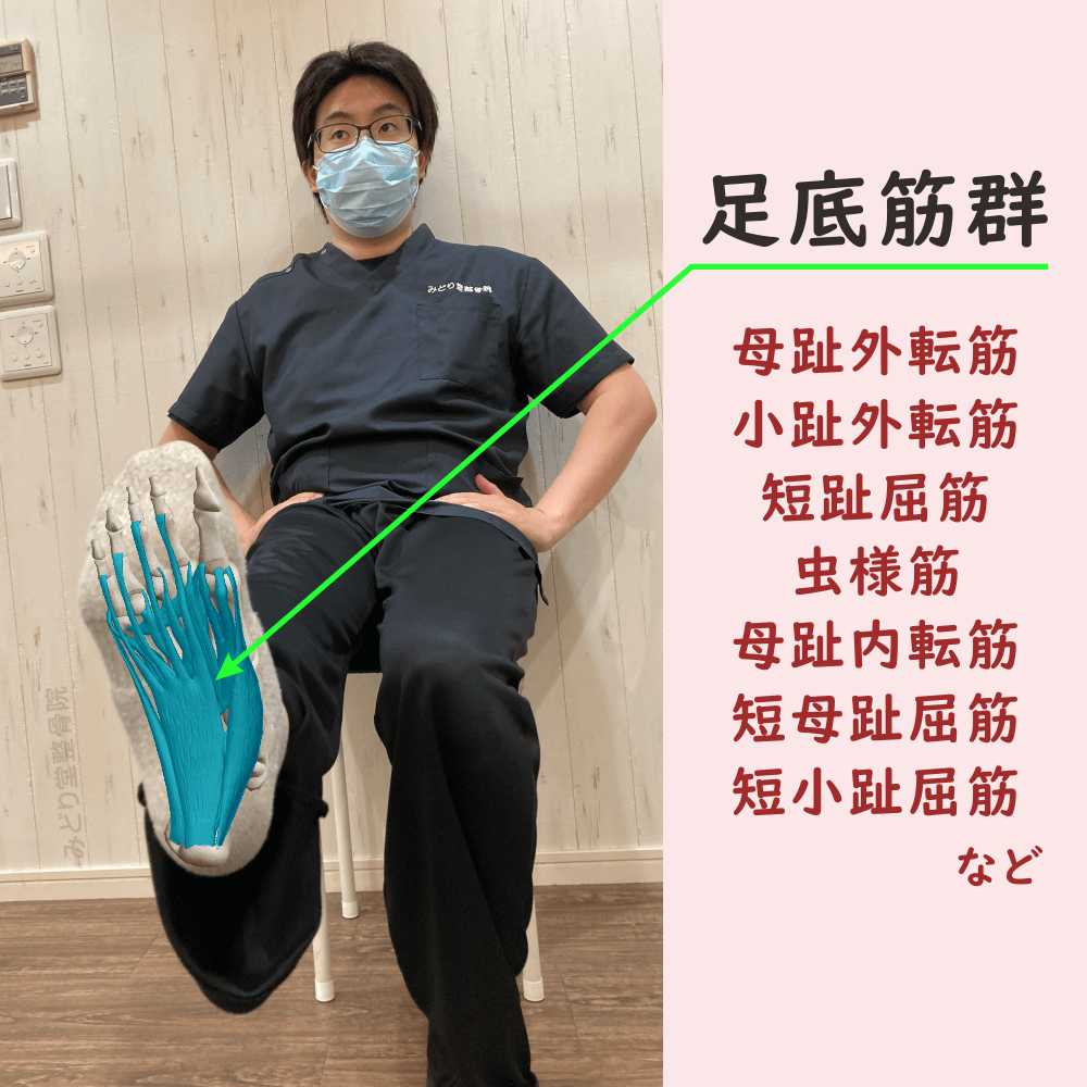 足底筋群の位置をスタッフ写真に重ねて示した図解画像（モデル：副院長・長尾）