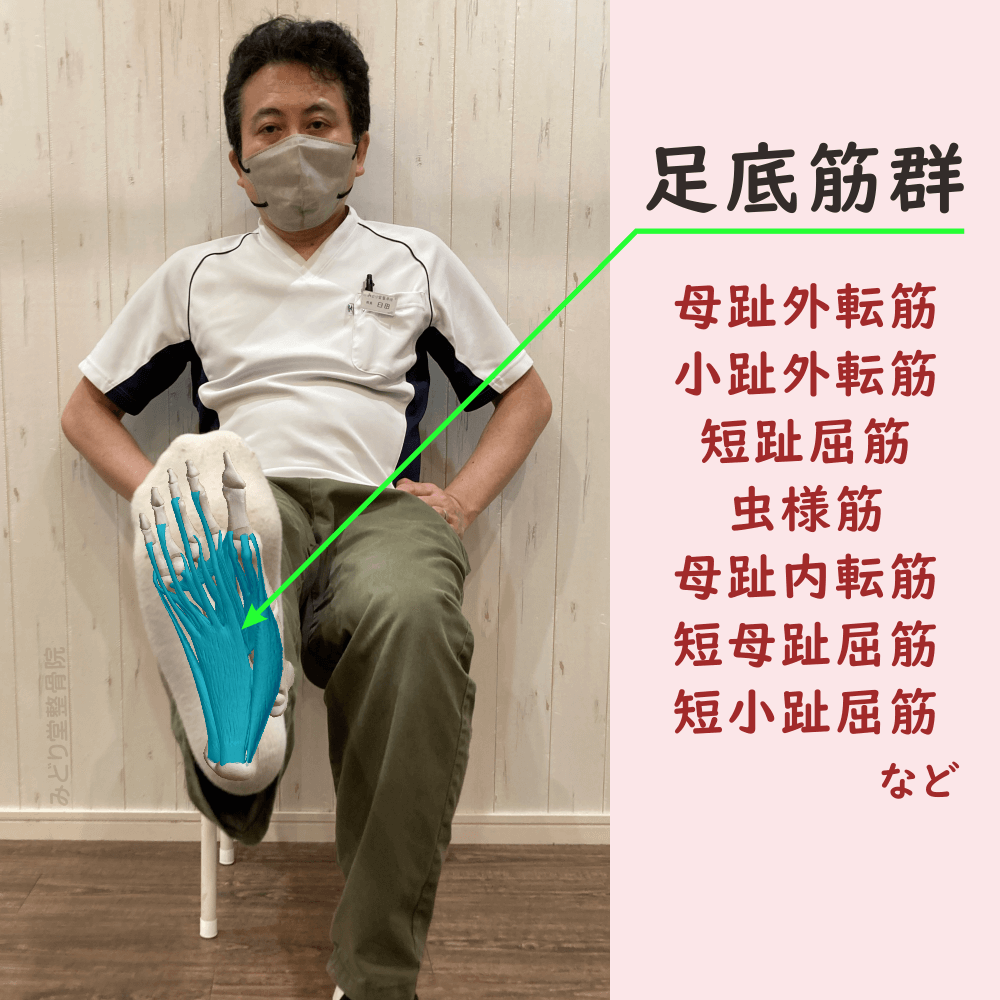 足底筋群の位置をスタッフ写真に重ねて示した図解画像（モデル：院長・臼田）