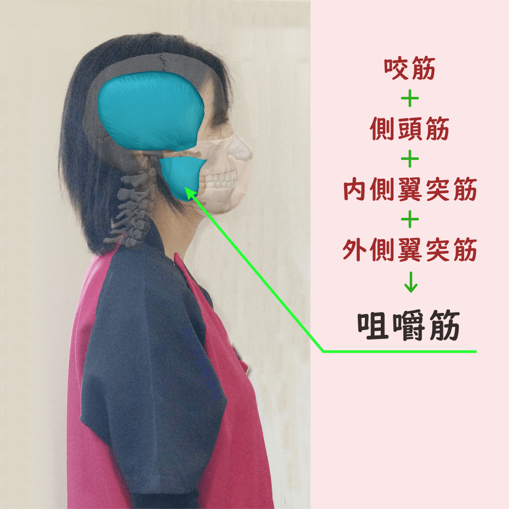 咀嚼筋の位置をスタッフ写真に重ねて示した図解画像（モデル：受付スタッフ・臼田）