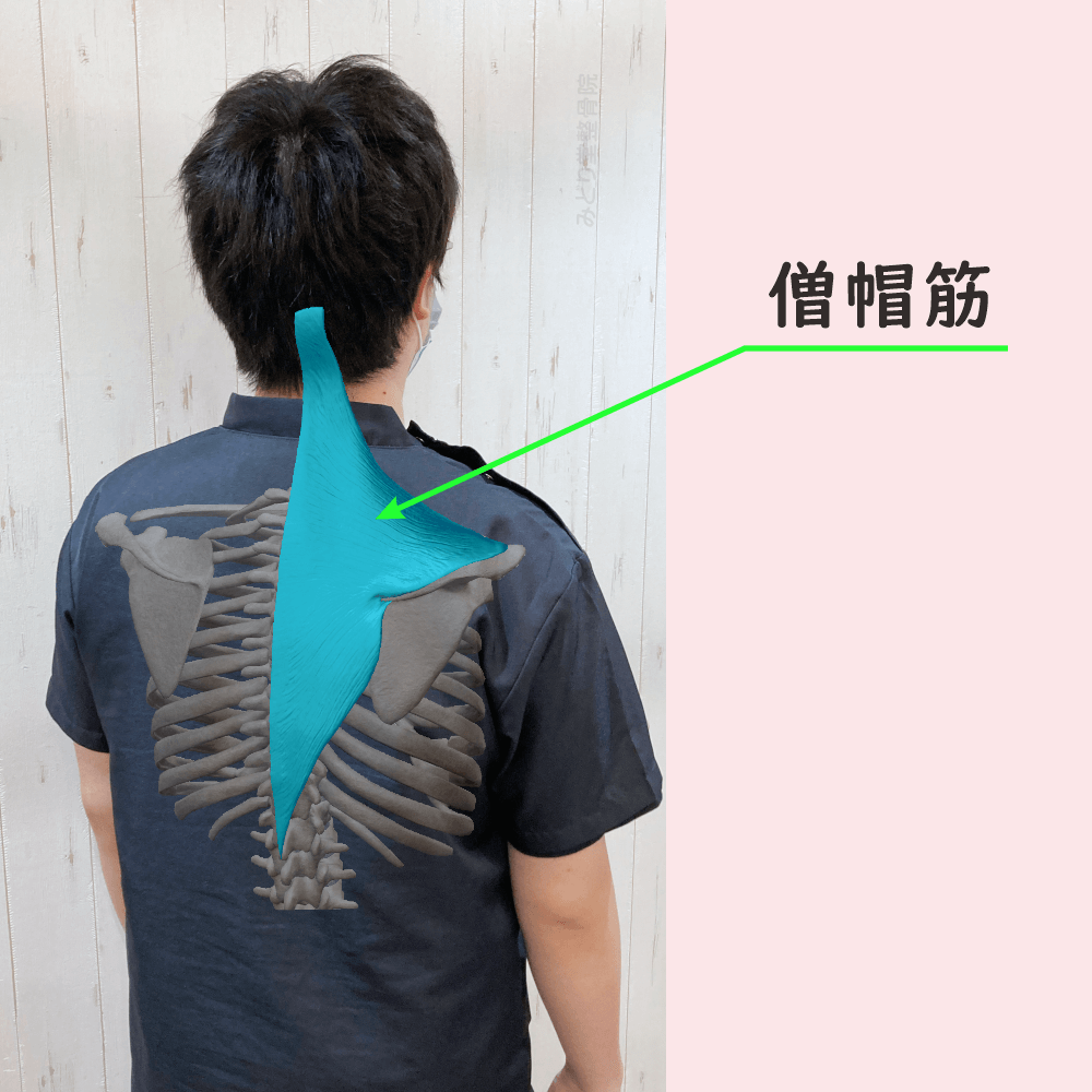 僧帽筋の位置をスタッフ写真に重ねて示した図解画像（モデル：副院長・長尾）
