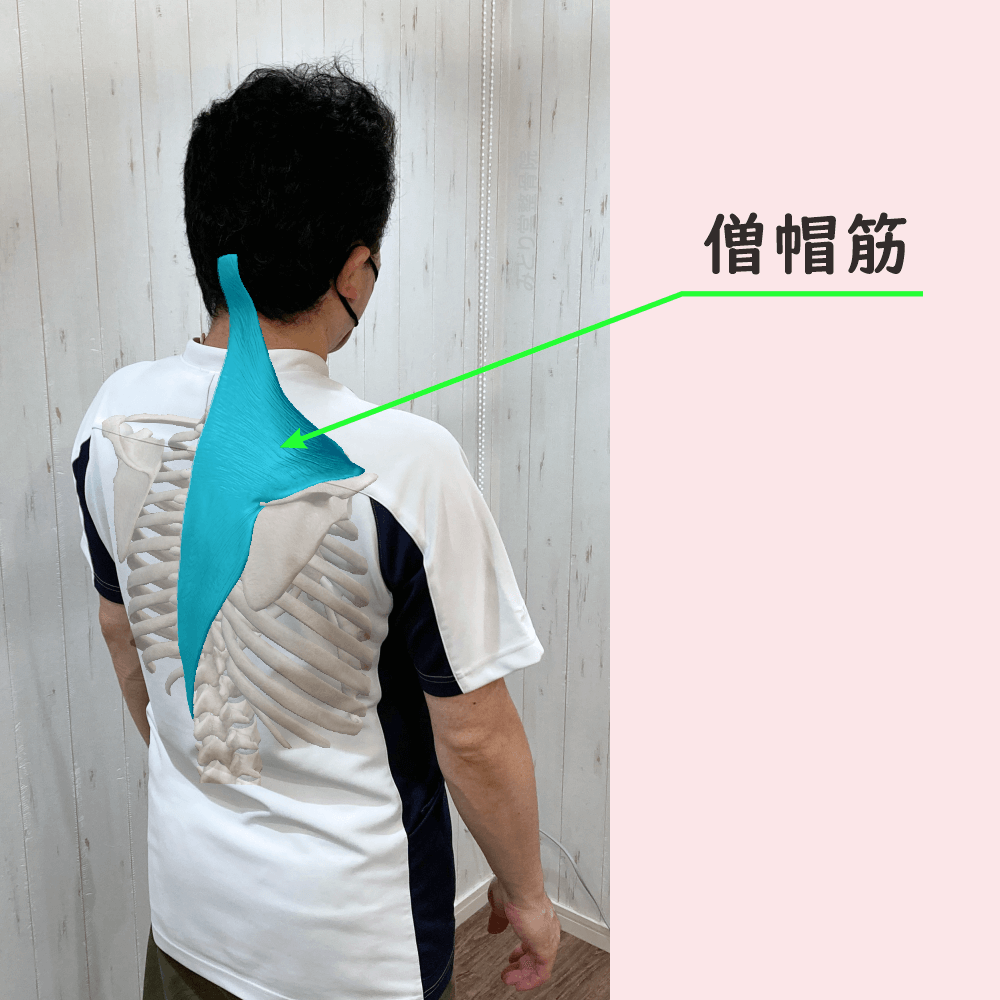 僧帽筋の位置をスタッフ写真に重ねて示した図解画像（モデル：院長・臼田）