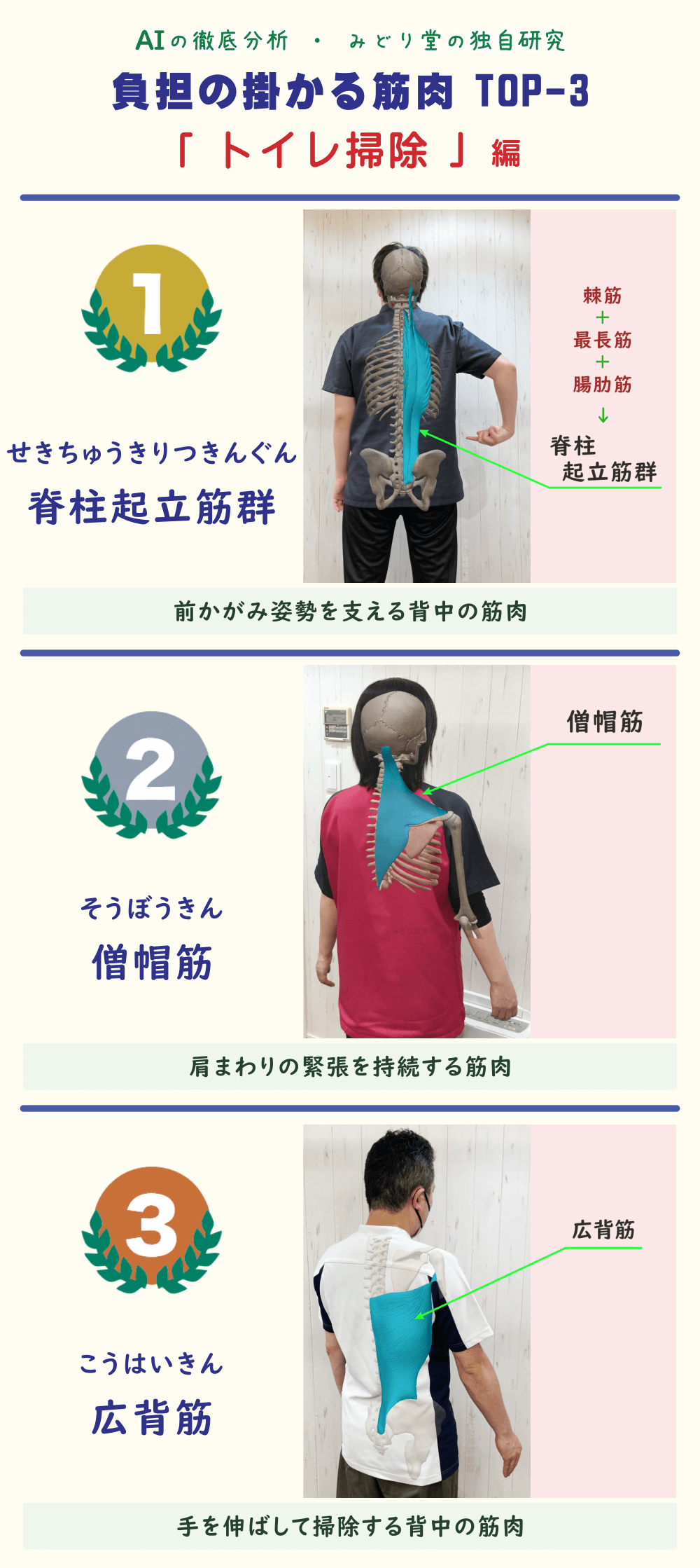 トイレ掃除で疲れやすい筋肉TOP3を解説した図表。1位は脊柱起立筋群、2位は僧帽筋、3位は広背筋で、それぞれの筋肉の位置をスタッフ写真で示した画像