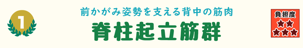 1位:脊柱起立筋群。前かがみ姿勢を支える背中の筋肉「脊柱起立筋群」を紹介するバナー画像