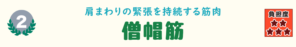 2位:僧帽筋。肩まわりの緊張を持続する筋肉「僧帽筋」を紹介するバナー画像