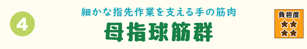 4位:母指球筋群。細かな指先の作業を支える手の筋肉「母指球筋群」を紹介するバナー画像