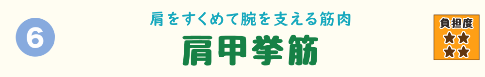 6位:肩甲挙筋。肩をすくめて腕を支える筋肉「肩甲挙筋」を紹介するバナー画像