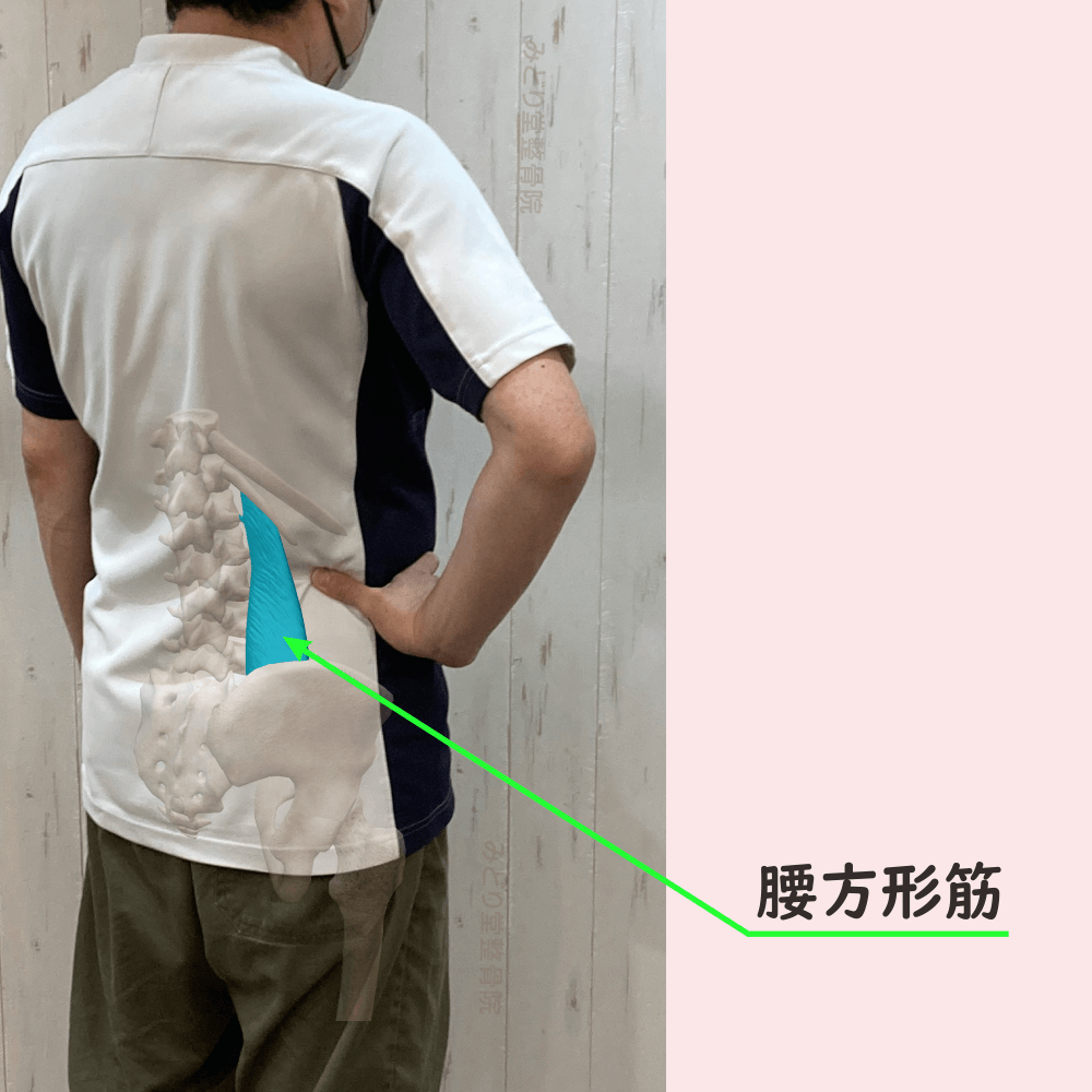 腰方形筋の位置をスタッフ写真に重ねて示した図解画像（モデル：院長・臼田）