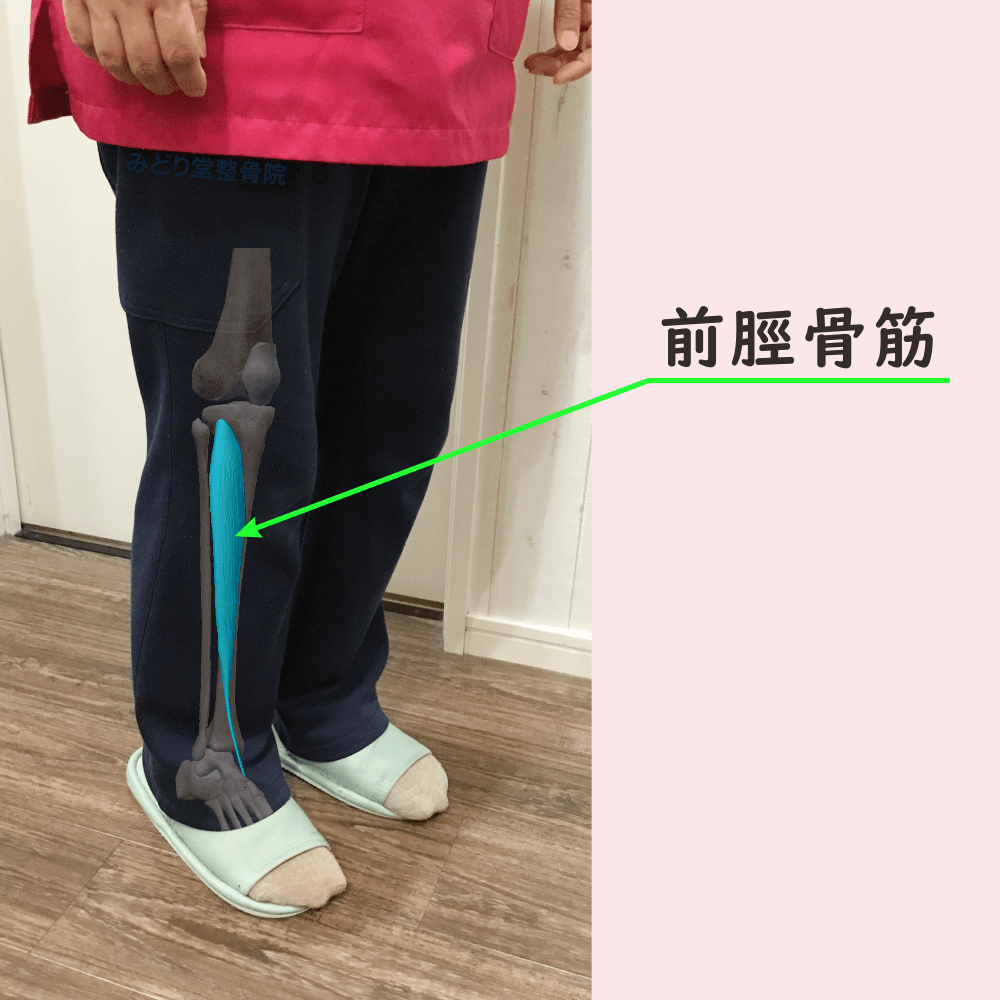 前脛骨筋の位置をスタッフ写真に重ねて示した図解画像（モデル：受付スタッフ・臼田）