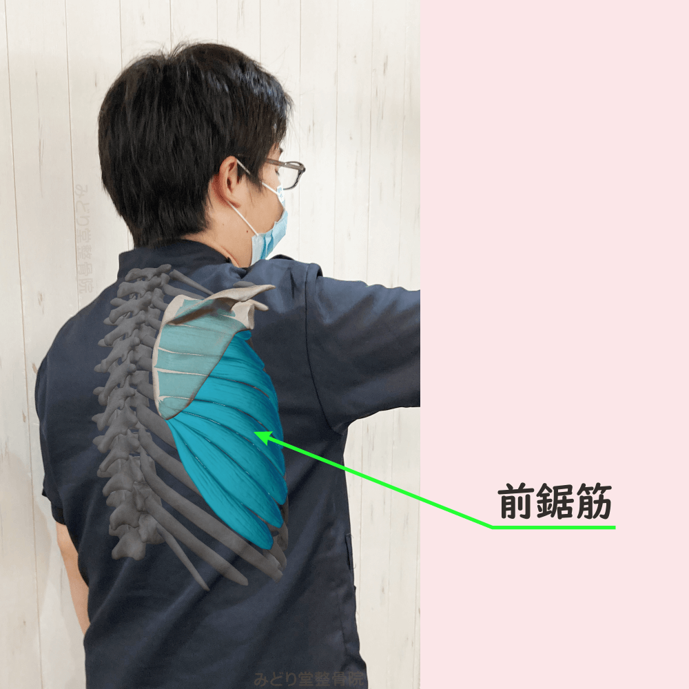 前鋸筋の位置をスタッフ写真に重ねて示した図解画像（モデル：副院長・長尾）