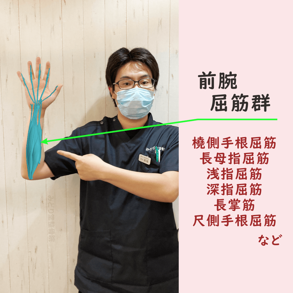 前腕屈筋群の位置をスタッフ写真に重ねて示した図解画像（モデル：副院長・長尾）