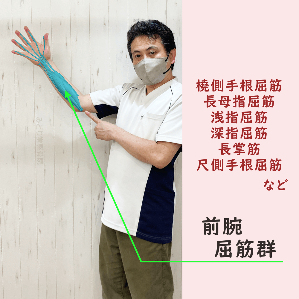 前腕屈筋群の位置をスタッフ写真に重ねて示した図解画像（モデル：院長・臼田）